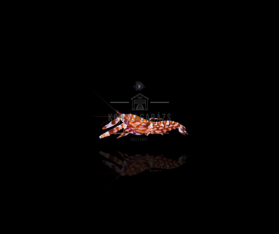 Alpheus Bellulus